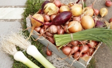 Consumul de ceapă crudă poate sprijini circulația sângelui