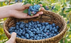 Fructe pe care trebuie să le introduceți, neapărat, în alimentație