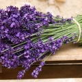 Lavanda, un bun aliat împotriva stresului şi durerilor de cap