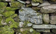 Lichenul de piatră, ingredientul natural care vă poate proteja sănătatea