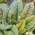 Măcrişul, antibioticul natural din farfurie