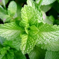 Plantele medicinale ajută organismul să lupte cu deshidratarea