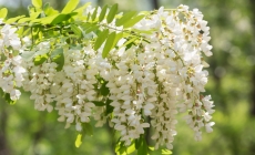 Consumul florilor de salcâm ajută la reducerea crampelor abdominale