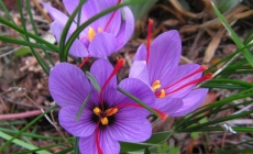 Șofranul, condimentul care aduce multiple beneficii sănătății