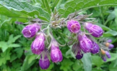 Tătăneasa trebuie folosită numai local, în anumite afecțiuni