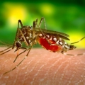 Mare atenție la virusul West Nile! Uneori, nu dă simptome